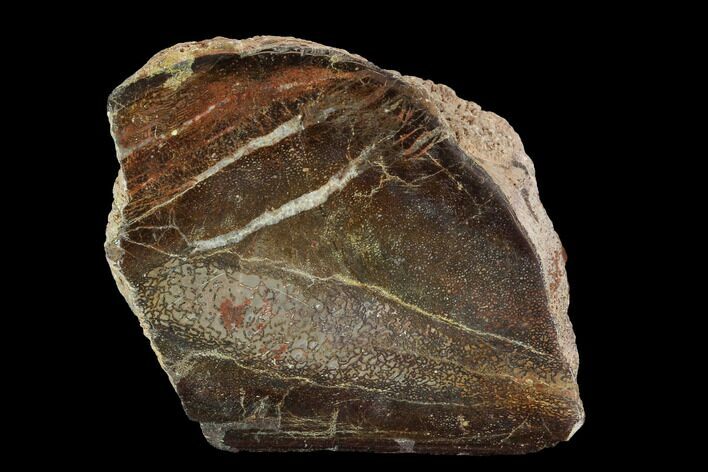 Polished Dinosaur Bone (Gembone) Section - Utah #96442